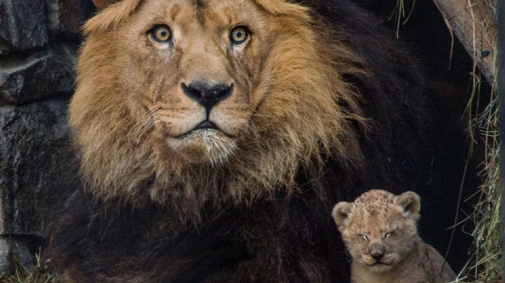 León devora a un sujeto que intentó robar a su cría de su jaula