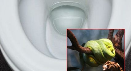 Hombre encuentra serpiente gigante en su inodoro | FOTO