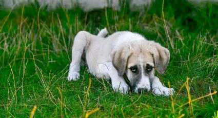 Rescatan a perros abandonados en CDMX; morían de hambre y se comían entre ellos