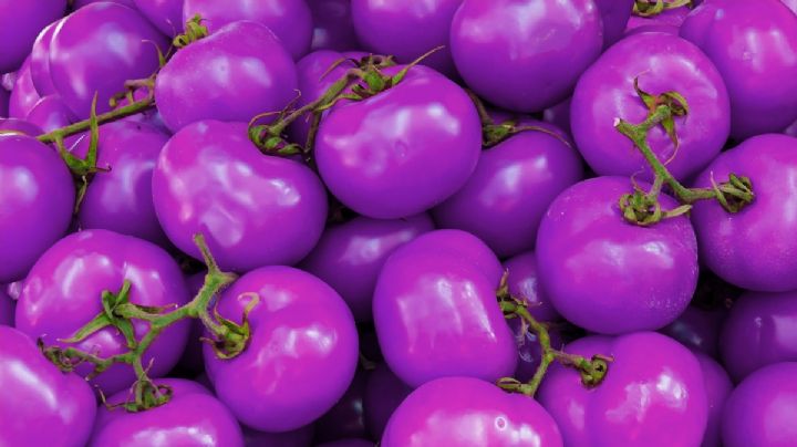 Llega nuevo tomate morado transgénico a Estados Unidos
