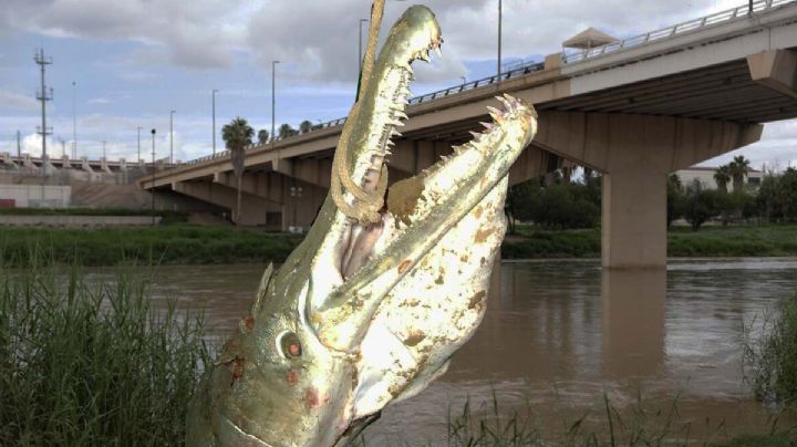 Catán, el pez fósil vive en el río Bravo: mide hasta 3 metros | VIDEO