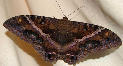 La mariposa negra ¿por qué atrae la muerte y la mala suerte?