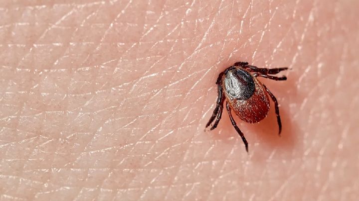 Garrapatas matan a 13 personas en Coahuila; alerta roja por la rickettsia