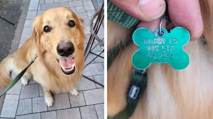 Perro se pierde en California y reaparece extraviado en Alemania; no encuentran explicación