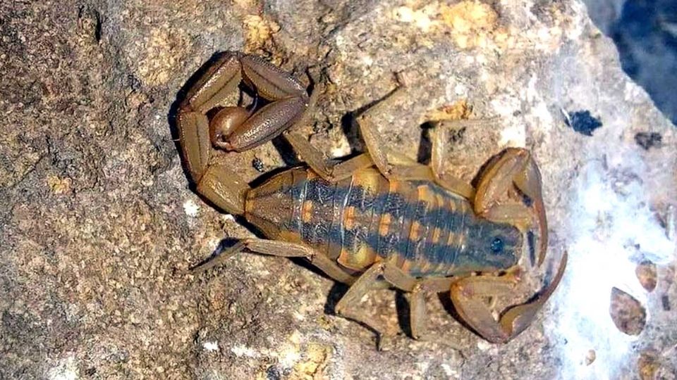 El tipo de alacrán nunca había sido visto en Ciudad, Valles.