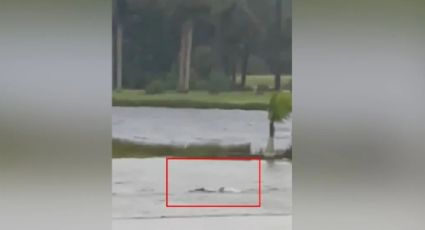 Huracán Ian: captan a tiburón nadando en calles de Florida | VIDEO