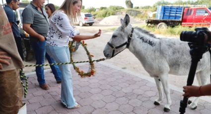 Lanzan campaña para adoptar animales rescatados; 140 ya tienen un hogar