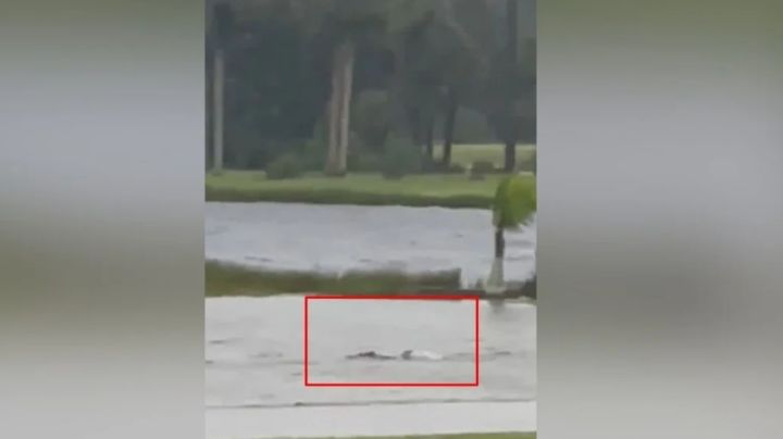 Huracán Ian: captan a tiburón nadando en calles de Florida | VIDEO