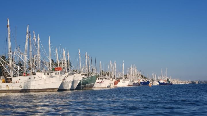 ¿Cuándo termina la veda de camarón en el Golfo de México?; pescadores están listos