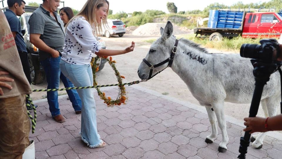 En la campaña se logró que más de 140 animales de calle tuvieran un hogar