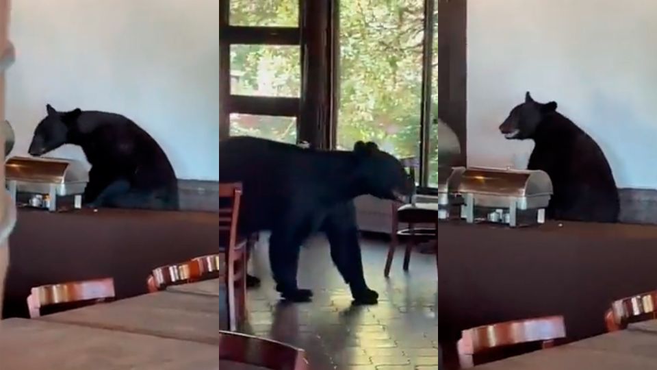 Un oso irrumpió en un restaurante de San Pedro, Nuevo León