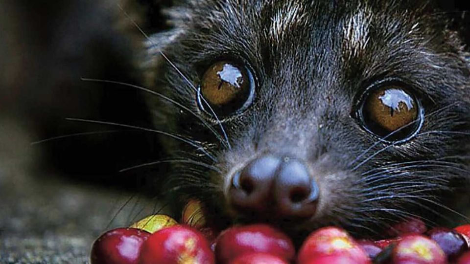 El sabor del café hecho por civetas es incomparable