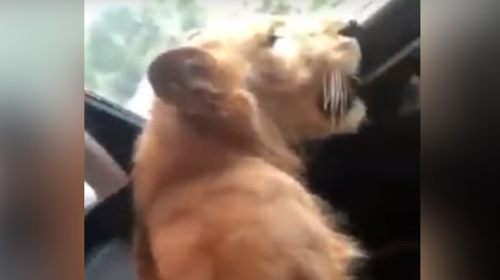 VIDEO | Pasean león africano en lujosa camioneta por calles de Chiapas