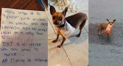 Adiestra a su perrita para que le compre sus Cheetos en la tienda y le evite la fatiga