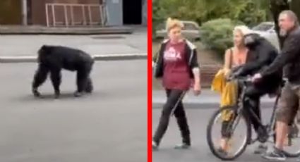 Chimpancé huye espantado de zoológico y regresa en bicicleta I VIDEO VIRAL