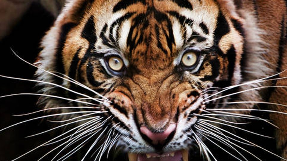 Un tigre atacó a una mujer y su bebé de 15 meses en la India