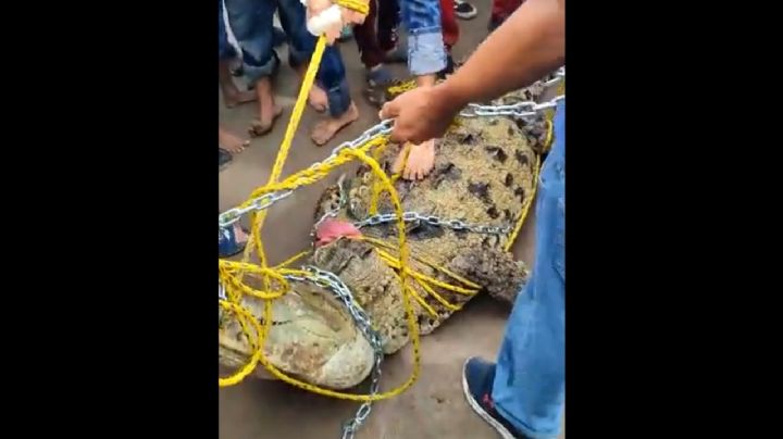 Encadenan a cocodrilo de 4 metros en Sinaloa; ya está en santuario | VIDEO