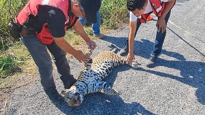 Atropellan a jaguar en Tamaulipas; el felino en extinción agoniza sobre la carretera | VIDEO