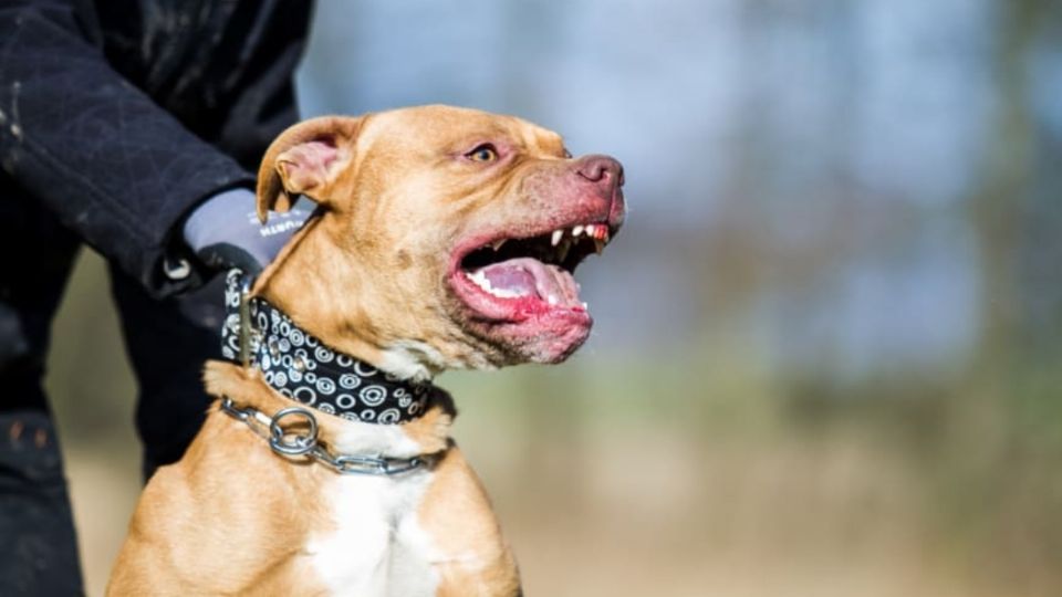 El perro fue sacrificado luego de la tragedia.