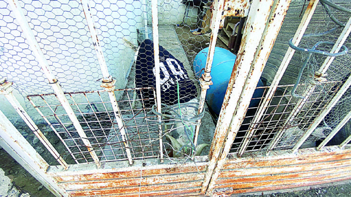 Hallan a cabra abandonada en colonia Lomas del Río; atienden caso de maltrato animal