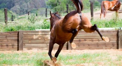 Hombre muere por golpe de caballo mientras lo azotaba con un látigo