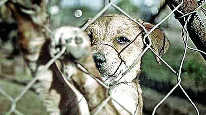 Hay 500 denuncias por maltrato animal en Nuevo Laredo