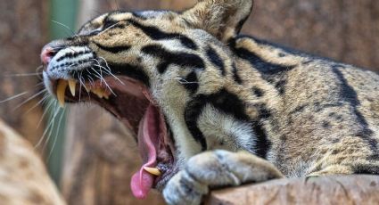 Leopardo suelto en Dallas, Texas, causa pánico al escapar de su jaula en el zoológico