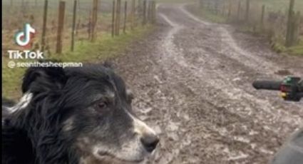 Perro ovejero mete al corral al ganado en un minuto | VIDEO