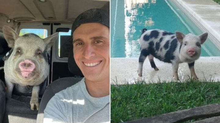 Hombre adopta a cerdo como mascota y después lo termina asando a la parrilla; activistas buscan justicia