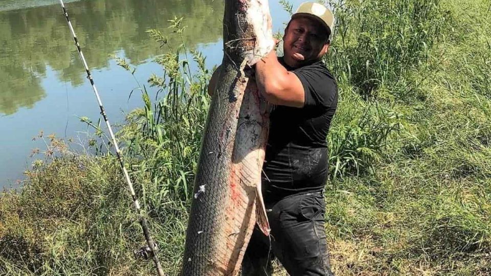 El catean o pejelagarto es una de las especies que habitan en el Río Bravo.