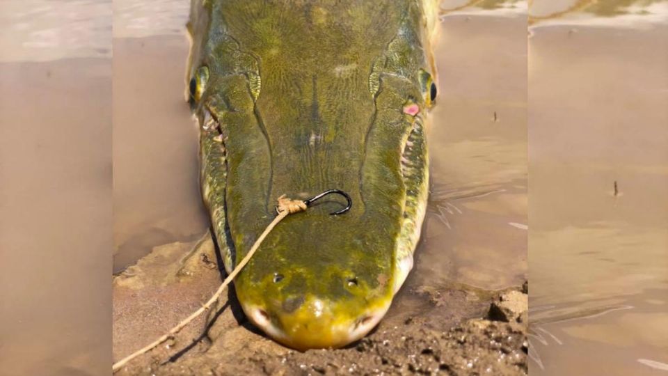 Especie que sale del agua para cazar