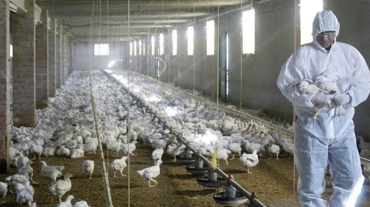 Se ve lejana la fecha para que el precio del huevo baje; gripe aviar no cede en EU