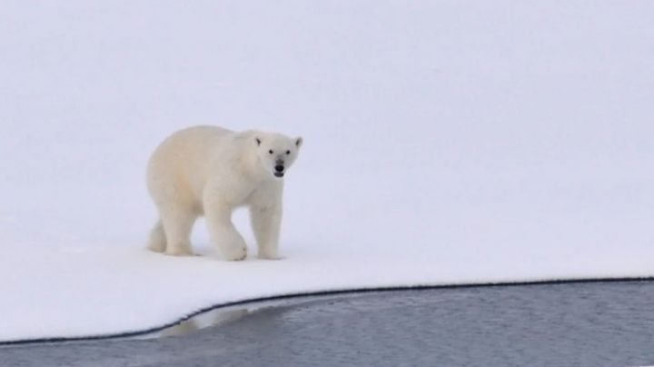 Un oso polar ataca un pequeño poblado en busca de comida; mata a dos personas
