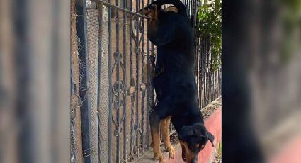 Nuevo Laredo: perro salta cerca y queda colgando de sus partes nobles | FOTOS