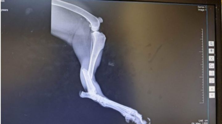 'Max', el perrito guardián del ISSSTE, necesita ayuda de la comunidad de Nuevo Laredo