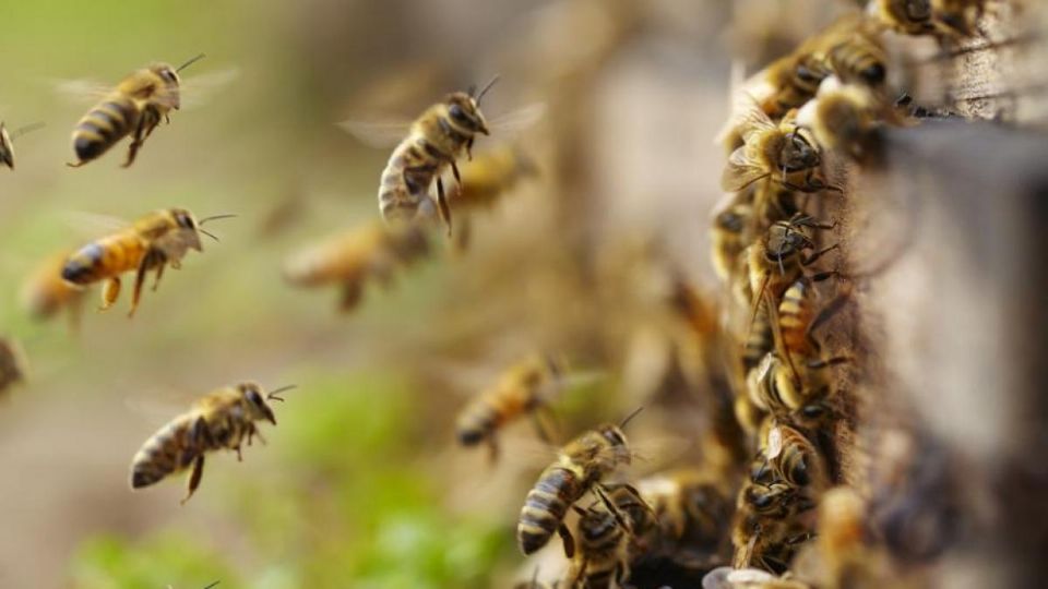 Las víctimas solo iban a realizar actividades de limpieza y arreglo floral para sus familiares fallecidos, cuando fueron atacadas por los furiosos bichos