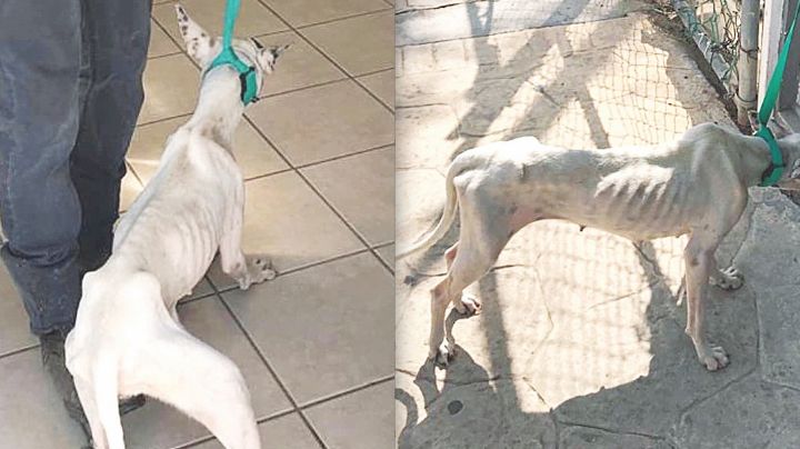 Pirata era maltratada en casa de Nuevo Laredo, pero fue transformada con amor; así luce ahora