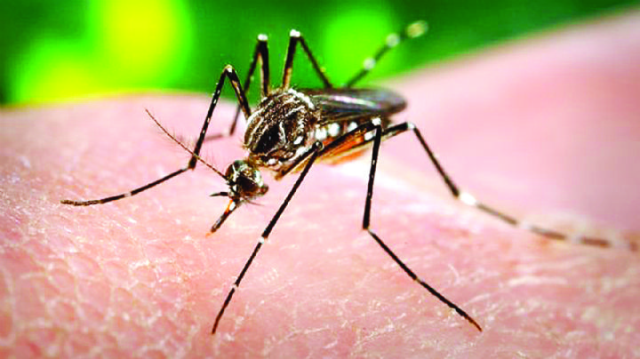 Están en riesgo 102 colonias de Nuevo Laredo por dengue; te decimos por qué