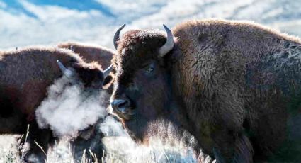 Disfruta de la nieve y bisontes en vivo a menos de 4 horas de Nuevo Laredo, sin salir de México