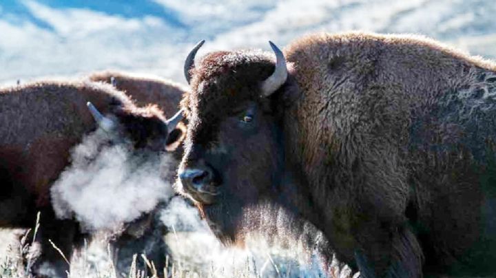 Disfruta de la nieve y bisontes en vivo a menos de 4 horas de Nuevo Laredo, sin salir de México