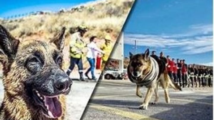 Despiden a Monster, el 'perrito bombero' que estuvo 15 años en Protección Civil de Zacatecas