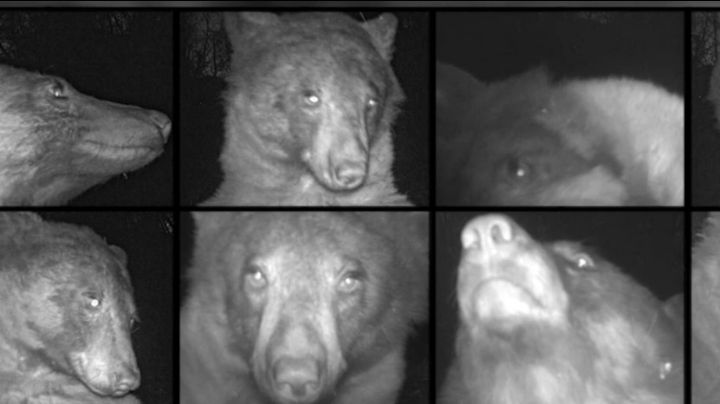 Oso 'aprende' a tomarse selfies; más de 400 tiernas fotos inundan las redes | FOTOS
