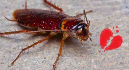 Zoológico permite ponerle el nombre de tu ex a una cucaracha que será comida por animales