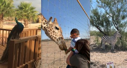 Safari en Laredo, Texas: una aventura escondida en la naturaleza