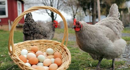 Familias rentan gallinas ponedoras en Estados Unidos para no comprar huevo caro en las tiendas