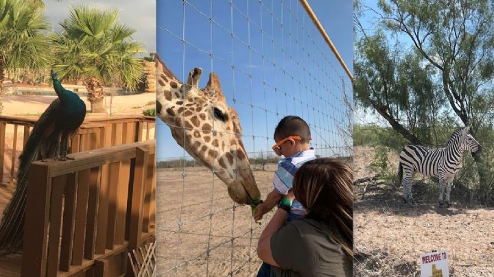 Safari en Laredo, Texas: una aventura escondida en la naturaleza