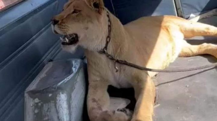 Leona africana escapa de casa, ataca a mujer y mata a su perro | VIDEO