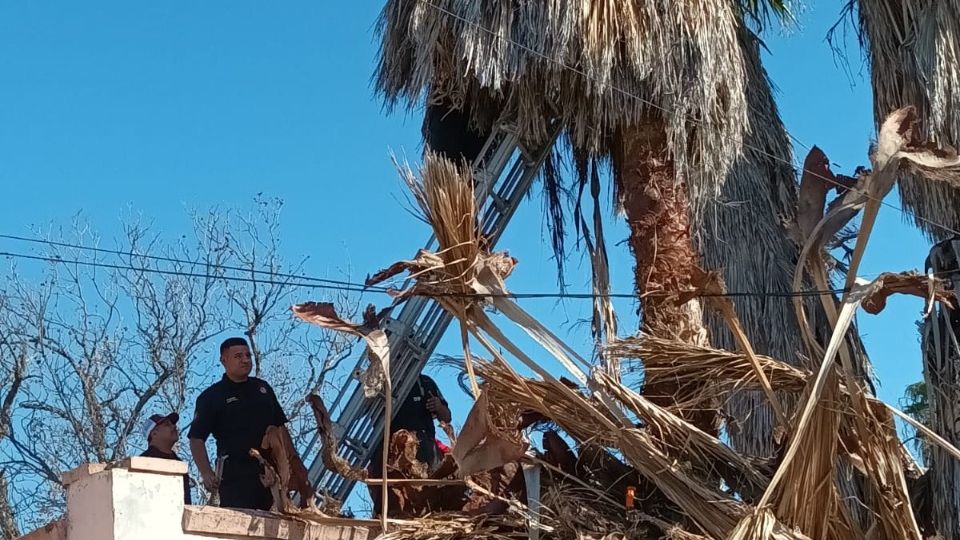 El hombre de 58 años quedó atrapado en la palmera.