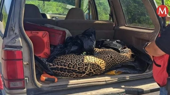 Encuentran a jaguar muerto en carretera de Tamaulipas; habría sido atropellado