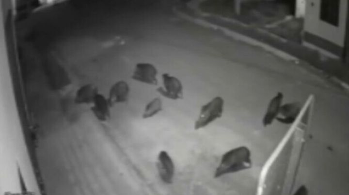 Captan a “pandilla” de jabalíes en San Pedro, Nuevo León | VIDEO